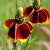 200 Prairie Coneflower Seeds Native Ratibida columnifera 'Mexican Hat'  Cut Flower Bouquet Feeds Draws pollinators Dizzy Bees Urban Garden