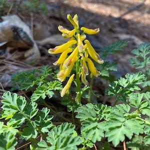 Fresh 2023 seed corydalis lutea, pseudofumaria lutea, dicentra relative, yellow flowers, early spring blooming, deer resistant