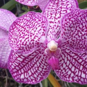 Orchid Vanda 3 Pack Pink color Tropical Hanging Plant