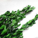 Natural Dried Flower Branch Buxus Eternal Leaves Fresh Boxwood Home Decor DIY