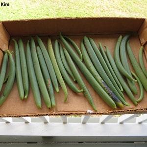 Vanilla Planifolia -  Vine Vanilla Orchid - Flat-Leaved Vanilla Flavour - Endangered - 10 Tiny Seeds