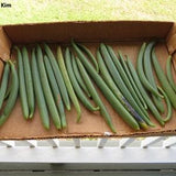 Vanilla Planifolia -  Vine Vanilla Orchid - Flat-Leaved Vanilla Flavour - Endangered - 10 Tiny Seeds