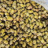 Organic Dried Herba Dendrodii Officinalis, Dendrobium Officinale, Dendrobium candidum, Tie Pi Shi Hu