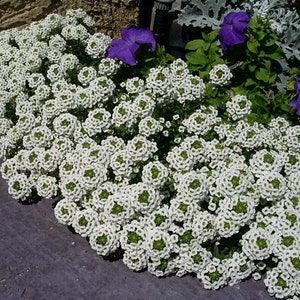 200+ Alyssum Carpet of Snow Flower Seeds- Beautiful white -Lobularia Maritima Flower--B311