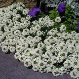 200+ Alyssum Carpet of Snow Flower Seeds- Beautiful white -Lobularia Maritima Flower--B311