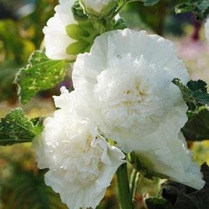 50 Alcea Rosea Chaters Double White Seeds - Alcea, Atl??ia, Royal Malva, Malvaisco, Hollyhock
