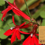 Ontario Native Plant Seeds - Cardinal Flower - Lobelia Cardinalis