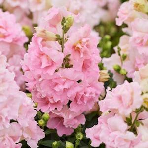 Snapdragon "Twinny Rose" seeds (Anthirrhinum majus) | Double flowering dwarf variety