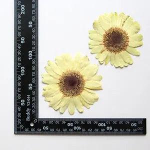2PCS Real Pressed Dry daisy Flower, Large yellow Flower Head for art FSS26 #2