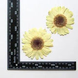 2PCS Real Pressed Dry daisy Flower, Large yellow Flower Head for art FSS26 #2