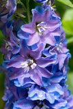 Yes, Birth Month Flowers Are a Thing ?? Find Out Yours in This Guide Flower Delivery