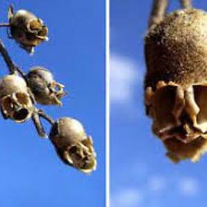 50pcs Snap Dragon Seed Pod (Antirrhinum) Flower Seeds SKULL FLOWER  (code95)