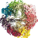 Flowers Small Natural Dried Floral Plants Mini Real Bouquets Home...