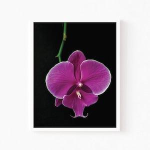 Printable Wall Art, Orchid Floral Print, Tropical Decor, Exotic Plant Botanical, Minimalist DIY Living Room Decor