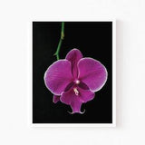 Printable Wall Art, Orchid Floral Print, Tropical Decor, Exotic Plant Botanical, Minimalist DIY Living Room Decor
