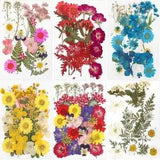 Real Dried Flowers Dry Plants Pressed Flower Epoxy Resin Fillings Nail Crafts