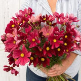 20 Rubenza Cosmos Seeds / Cosmos bipinnatus / English Garden / Wildflowers /  Bouquet Flowers / Wedding Flowers / Cut Flowers