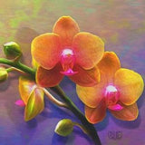 Two Orchids