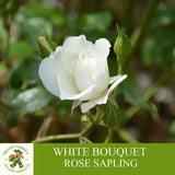 White Bouquet Rose Sapling, Grafted Ready for Planting, Tubular Soiled, Fragrant Rose Trees, Hobby White Rose Seedlings for Pots and Gardens