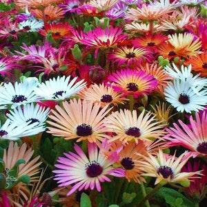 100 Livingstone Daisy Mix Flower Seeds-Dorotheanthus Bellidiformis-Ice Plant Mix-Drought Tolerant-Annual Brilliant Colors/FL411