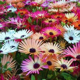 100 Livingstone Daisy Mix Flower Seeds-Dorotheanthus Bellidiformis-Ice Plant Mix-Drought Tolerant-Annual Brilliant Colors/FL411