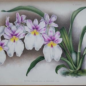 Antique Botanical Print ORCHID MILTONIA VEXILLARIA Linden Original Large  c1885