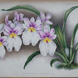 Antique Botanical Print ORCHID MILTONIA VEXILLARIA Linden Original Large  c1885