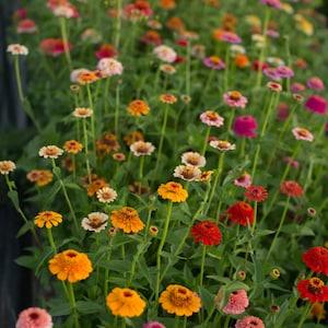 25 Seeds Zinderella Zinnia Candy Mix / Zinnia Elegans /  Cut Flower / Cupcake Flower  / English Garden / Wildflowers / Cottage / Bouquet