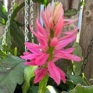 1 Rare orchid cactus German Empress Epiphyllum - 1 Fresh unrooted cutting 6-8???