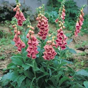 50 Strawberry Flower Seeds / English Garden / Wildflowers / Cottage Garden / Vintage / Elegant / Bouquet Flowers