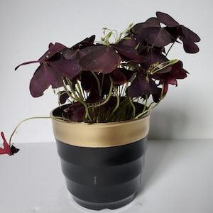 BULBS- Oxalis Triangularis - Purple Shamrock