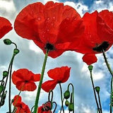 500 ORIENTAL RED Mix POPPY Papaver Orientale Flower Seeds