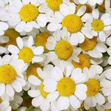 Fever Few - 4 Bunches Flower Delivery