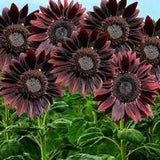 Chocolate Cherry Sunflower seeds 15 count