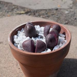 Pleiospilos Nelii cv. Royal Flush | Live Succulent Plant