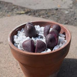 Pleiospilos Nelii cv. Royal Flush | Live Succulent Plant