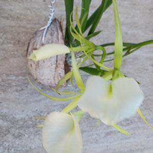 Orchid Brassavola nodosa Little Stars large plant mounted on coconut husk Tropical