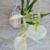 Orchid Brassavola nodosa Little Stars large plant mounted on coconut husk Tropical