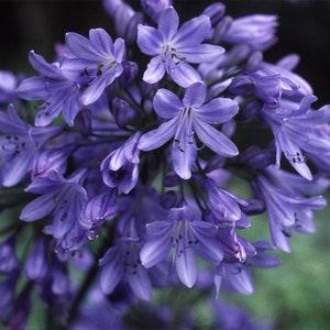 50  AGAPANTHUS 'HEADBOURNE HYBRIDS' Flower Seeds.