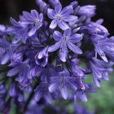 50  AGAPANTHUS 'HEADBOURNE HYBRIDS' Flower Seeds.