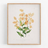 Peach orchid flower botanical print / vintage print / botanical print / art print / orchid print / flower art / wall decor / tropical print