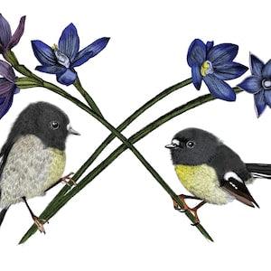 NZ Tomtits & Native NZ Orchids illustration
