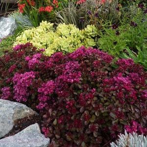 SEDUM VOODOO! Red Black Stonecrop Ground Cover Low Growing Spurium 10 Rare Seeds