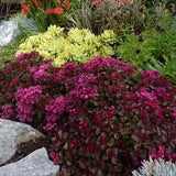 SEDUM VOODOO! Red Black Stonecrop Ground Cover Low Growing Spurium 10 Rare Seeds
