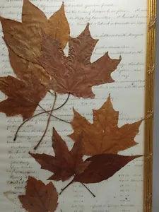 "Virginia Leaves" Framed Pressed Dried Leaf Art by Bridget Gallagher 18 X 12
