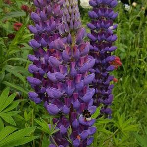 569 Lupine Seeds Lupine 10 Seeds Seeds Perennial Flower Seeds Flowerseeds purple