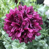 Izmir India Black Poppy(500+ seeds)