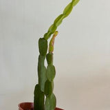 Rhipsalis Paradoxa jungle/chain cactus rooted plants. Rare