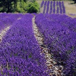 Fragrant! DWARF BLUE LAVENDER Perennial Munstead 10 Seeds