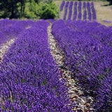 Fragrant! DWARF BLUE LAVENDER Perennial Munstead 10 Seeds
